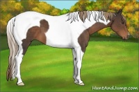 Horse Color:Liver Chestnut Tobiano 