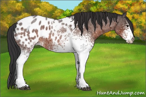 Horse Color:White Spotted Brown Roan Appaloosa 