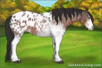 Horse Color:White Spotted Brown Roan Appaloosa 