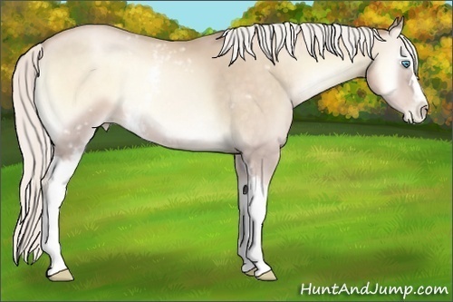 Horse Color:White Spotted Silver Buckskin Pearl Onyx