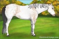 Horse Color:White Spotted Bay Dun Rabicano  and White Spotted Bay Dun Frame Rabicano 