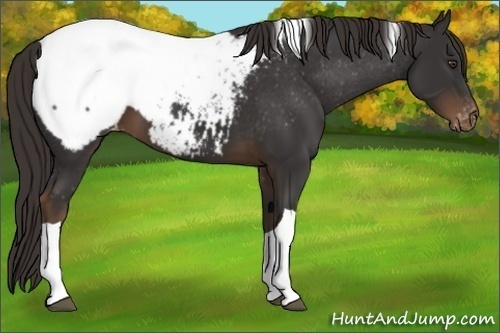 Horse Color:Liver Chestnut Tobiano Appaloosa 