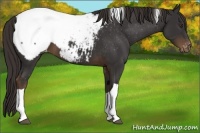 Horse Color:Liver Chestnut Tobiano Appaloosa