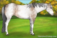 Horse Color:White Spotted Bay Dun Rabicano and White Spotted Bay Dun Rabicano