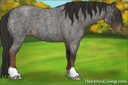 Horse Color:Liver Red Roan Snowflake Varnish