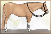 Horse Color:Gold Champagne