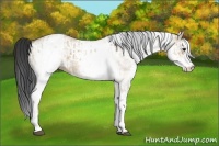 Horse Color:White Spotted Bay Dun Rabicano  and White Spotted Bay Dun Rabicano 