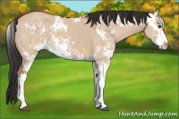 Horse Color:Bay Dun Sabino  and Bay Dun Sabino 