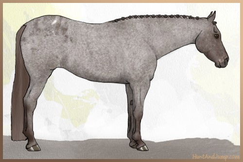 Horse Color:Gray Red Roan Appaloosa 