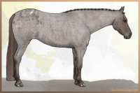 Horse Color:Gray Red Roan Varnish 