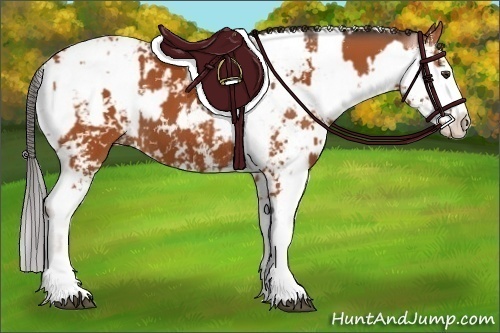 Horse Color:Bay Sabino  and Bay Sabino 
