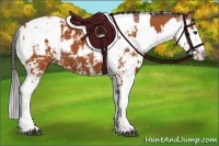 Horse Color:Bay Sabino  and Bay Sabino 