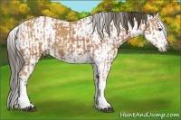 Horse Color:Buckskin Sabino Tobiano  and Buckskin Sabino Splash 