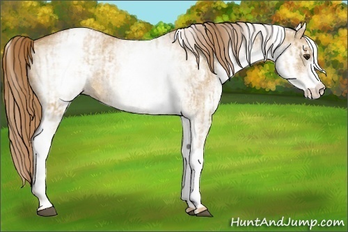 Horse Color:White Spotted Red Dun Rabicano and White Spotted Red Dun Rabicano