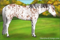 Horse Color:Bay Sabino  and Bay Sabino Frame 
