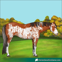 Horse Color:Bay Sabino  and Bay Sabino Frame 