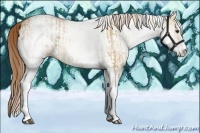 Horse Color:White Spotted Red Dun Rabicano  and White Spotted Red Dun Rabicano 