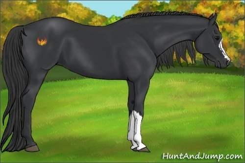 Horse Color:Black 