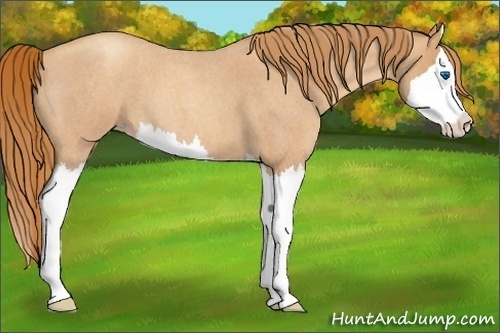 Horse Color:Gold Champagne Roan Splash 