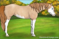 Horse Color:Gold Champagne Roan Splash 
