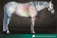 Horse Color:Watercolor White Spotted Bay Ice Onyx Rabicano  and Watercolor White Spotted Bay Ice Onyx Tobiano Rabicano 