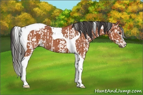 Horse Color:Liver Chestnut Sabino and Bay Sabino Tobiano