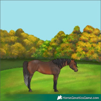Horse Color:Bay 