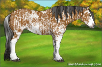 Horse Color:Gray Buckskin Sabino and Gray Buckskin Sabino