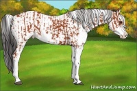 Horse Color:Bay Sabino  and Bay Sabino 