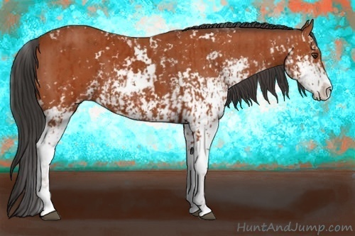 Horse Color:Bay Sabino  and Bay Sabino 