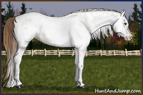 Horse Color:White Spotted Red Dun Rabicano  and Gray White Spotted Red Dun Rabicano 