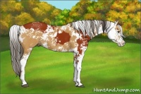 Horse Color:Bay Sabino  and Buckskin Sabino 
