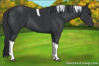 Horse Color:Black Tobiano 