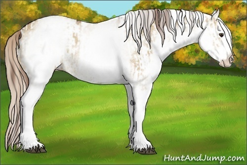 Horse Color:White Spotted Red Dun Rabicano and White Spotted Palomino Dun Rabicano