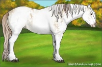 Horse Color:White Spotted Red Dun Rabicano and White Spotted Palomino Dun Rabicano