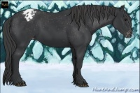 Horse Color:Black Appaloosa