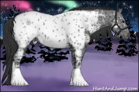 Horse Color:Black Ice Near Leopard 