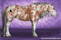 Horse Color:Bay Sabino  and Bay Sabino 