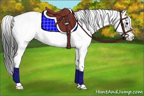 Horse Color:Black Sabino Appaloosa Rabicano 