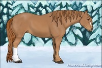 Horse Color:Unknown 