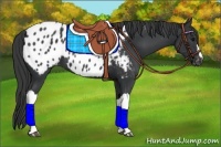 Horse Color:Black Appaloosa 