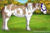 Horse Color:White Spotted Red Dun Splash 