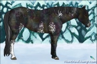Horse Color:White Spotted Midnight Brown Ice 