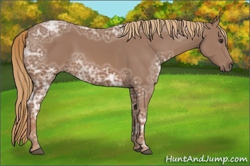 Horse Color:Chestnut Ice 
