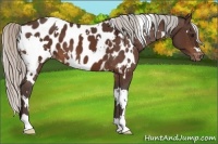 Horse Color:White Spotted Silver Brown Appaloosa