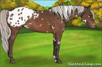 Horse Color:White Spotted Silver Brown Appaloosa 