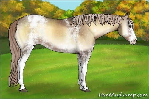 Horse Color:White Spotted Chocolate Palomino Onyx Varnish