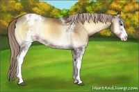 Horse Color:White Spotted Chocolate Palomino Onyx Varnish 
