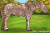 Horse Color:Chestnut Ice 