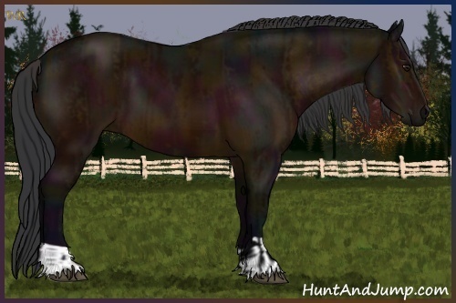 Horse Color:Midnight Bay  and Midnight Bay 